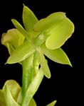 Epi. corifolium